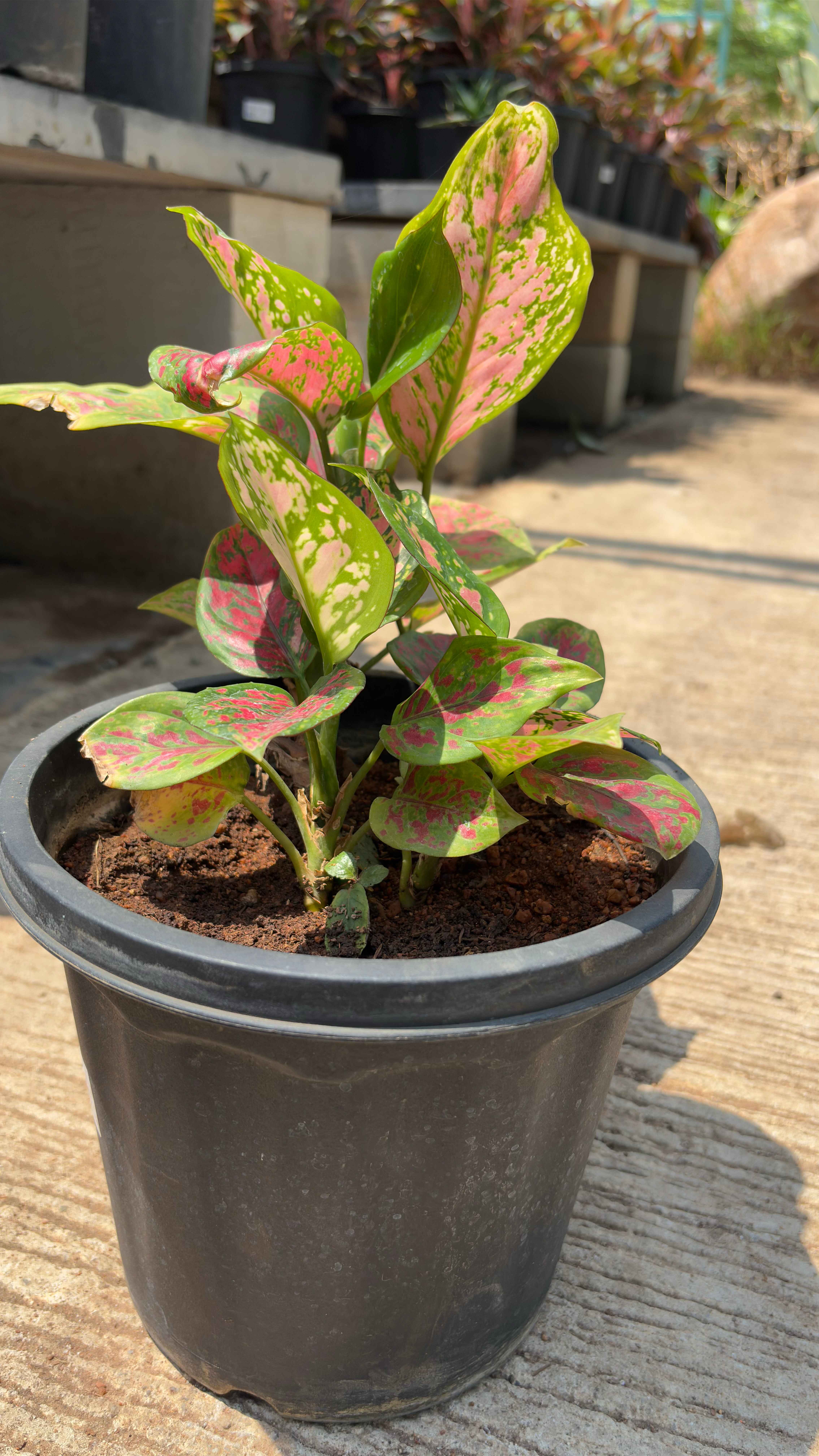Pink Dalmation Chinese Evergreen